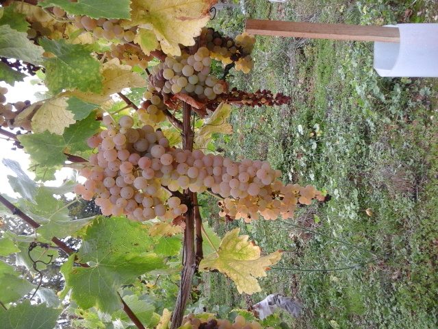 vend vignoble ( charente maritime )