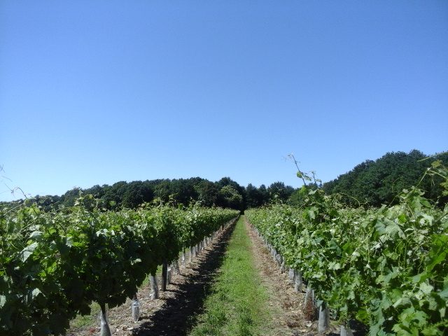 vend vignoble ( charente maritime ) - photo 3