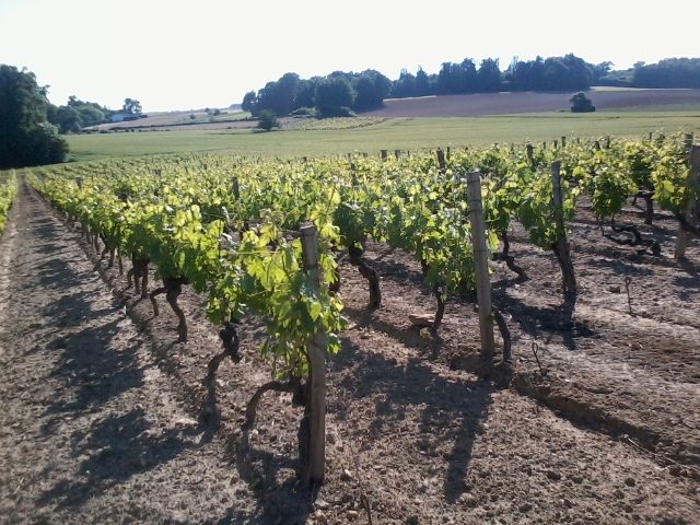 vend vignoble ( charente maritime ) - photo 4