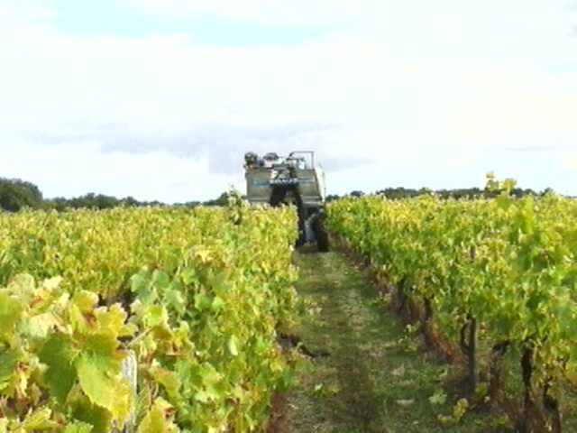 vend vignoble ( charente maritime ) - photo 2